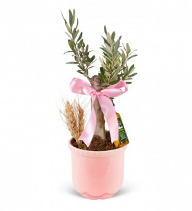 Zeytin Ağacı Bonsai - Mini Zeytin Pembe Lily